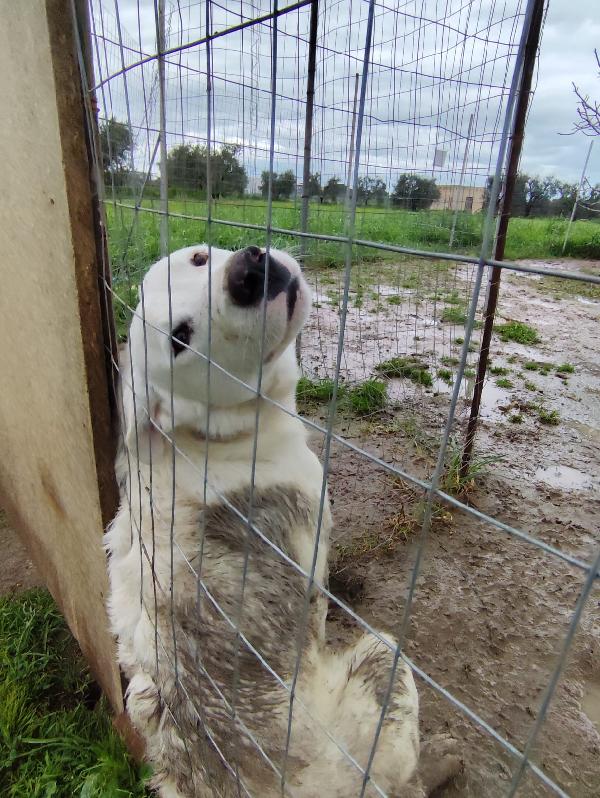 Husky - 10 mesi Foto 3